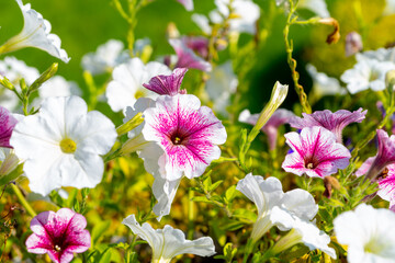 White petunias and white petunias with a magenta center in the summer garden.