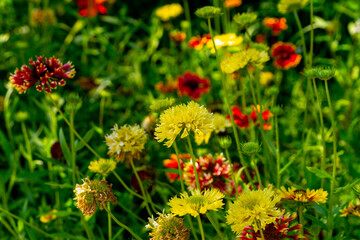 The yellow and red flowers of gaillardia in the summer garden.