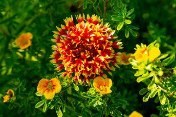 The red flower of gaillardia in the summer garden