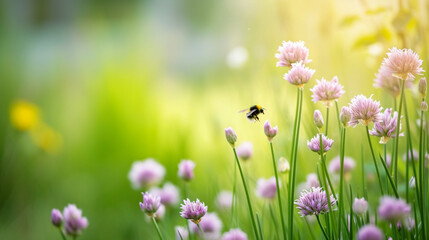 Fototapeta premium Chives Meadow Blossom On Elbe River. Bumble Bees Flying Around. Spring concept. Copy paste area for texture