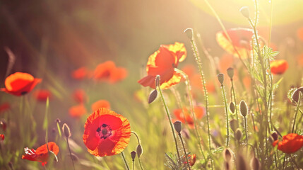 Spring background. Poppy Flowers On The Spring Field.slow Motion, Wind And Sun Light Nature. Copy paste area for texture