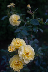 Yellow roses on dark green leaves background. Tender yellow petals