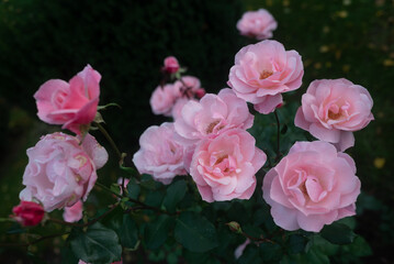 Pink roses on dark green leaves background. Tender pink petals of pine rose