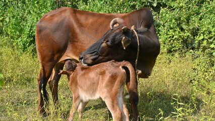 Cow feeding his calf. cute calves drinking milk. cattle Farming or husbandry concept. Indian cows and his baby.  © SUBASCHANDRA