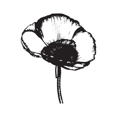 Poppy Vector © HPK DESIGN STUDIO