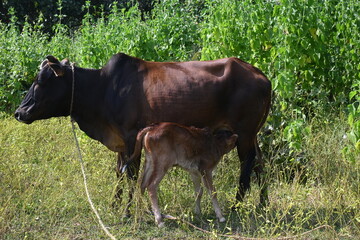 Cow feeding his calf. cute calves drinking milk. cattle Farming or husbandry concept. Indian cows and his baby. 