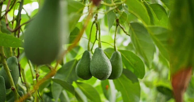 A bunch of avocado fruit growing on a tree in a plantation. Close-up of an avocado. High quality 4k footage
