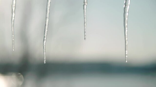 Melting icicles dropping water . Spring is coming	