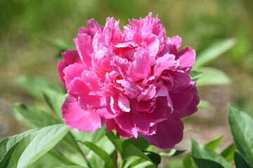 Fototapeta premium Ruffled Pink Peony Blossom in the Summer
