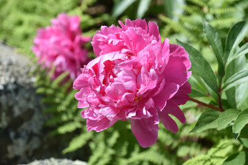 Fototapeta premium Beautiful Pink Peony Garden in Bloom in Summer