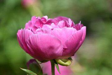Lovely Pink Peony Flower Blooming and Flowering