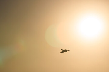 飛翔する美しいトビ（タカ科）。
古くからの歴史あふれる下田公園。

静岡県伊豆半島下田市。
2023年10月21日撮影。

Shimoda park are full of nature and history from long ago.
