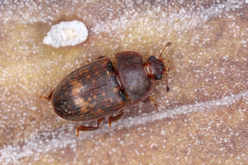 The sap beetle, also known as Nitidulidae. The insect was feeding in the ripe fruit, Mauritius.