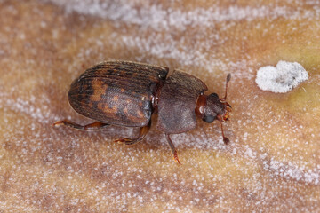 The sap beetle, also known as Nitidulidae. The insect was feeding in the ripe fruit, Mauritius.