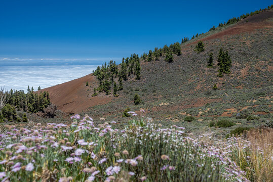 Summer nature landscape of rosalillo de cumbre flowers in mountains above clouds
