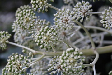 Fatsia japonica flower with virus-like shape
