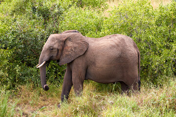 Naklejka na ściany i meble Big African Elephant in the African bush.