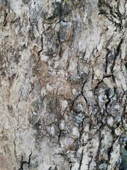 Surface of the trunk of an ancient tree, full screen, front view. Backgrounds and Textures