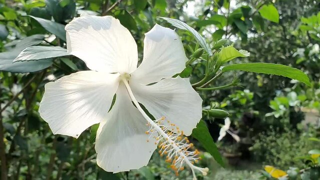 White hibiscus flowers moving in the wind, ants walking on white flowers, green garden behind. A close-up view of a white hibiscus flower.