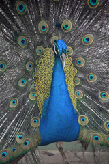 Fototapeta premium Blue Male Peacock with Showy Colorful Plummage