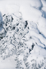 Fototapeta na wymiar Close up of fresh snow on fir tree branch