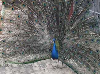 Peacock with Gorgeous Plummage Surrounding Him