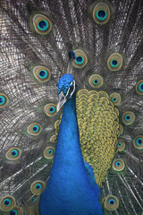 Fototapeta premium Colorful Blue Male Peacock with Plummage Around Him