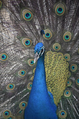 Fototapeta premium Beautiful Blue Peacock with Feathers Surrounding Him
