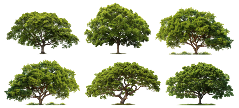 Set of green wide trees, cut out