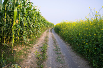 Fototapeta na wymiar The rural path through the cornfield with the blue sky