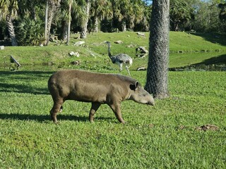 Plant Tree Natural landscape Grass Grassland Groundcover