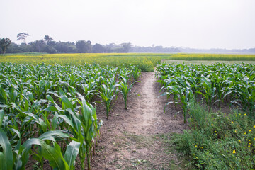 The rural path through the cornfield with the blue sky