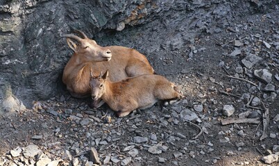 PRAGUE, CZECH REPUBLIC - 2023: Mountain goats. Prague Zoo is one of the best zoos in the world. A...