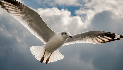 Fototapeta premium seagull flying in the sky.a seagull soaring against a partly cloudy sky. Pay attention to the details of the bird's feathers and the interplay of light and shadow.