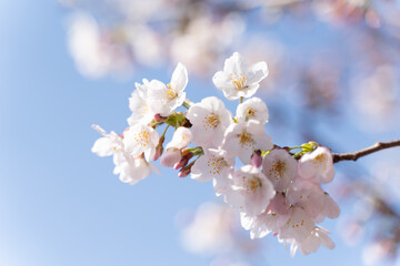 Spring's Delicate Dance: Sakura Blooms 桜と青空
