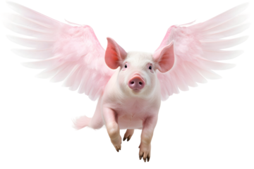 pig flying with wing isolated on transparent background