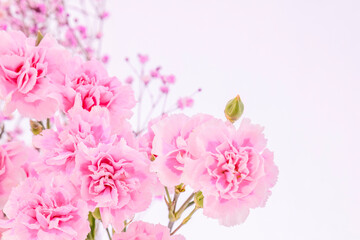 Obraz na płótnie Canvas ピンク色のカーネーションの花