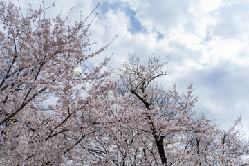 Clouds Adrift Above Sakura Lane 空と雲と桜並木