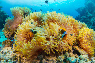 Naklejka na ściany i meble Underwater Tropical Corals Reef with colorful claun fish. Marine life sea world. Tropical colourful underwater seascape.