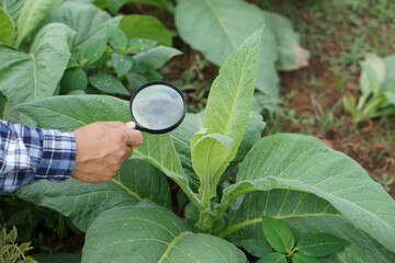 Close up hand holds magnifying glass to inspect growth and diseases of plants leaves. Concept, agriculture inspection, study survey and research to develop and solve problems of crops.                