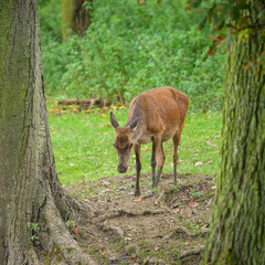 Naklejka na ściany i meble A red deer in a park in autumn