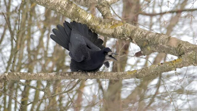 Black Raven. The bird is eating. Raven got food. Bird on a tree. A raven sits on a branch and pecks food.