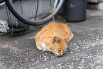 Stray Cat Feasting on a Spring Day エサを食べる野良猫