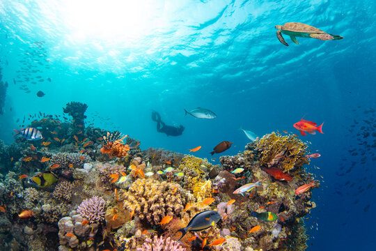 Fototapeta Underwater Tropical Corals Reef with colorful sea fish. Marine life sea world. Tropical colourful underwater seascape.