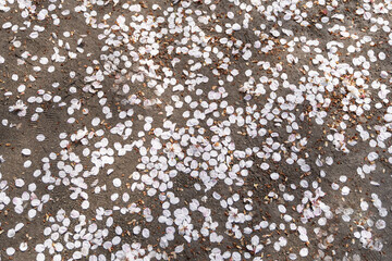 Carpet of Cherry Blossom Petals 散った桜の花びら