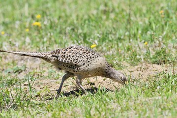 Pheasant hen walking and lurking for food in grass during  sunny spring