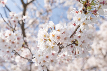 Spring's Symphony: Sakura Bloom in Sunlight
