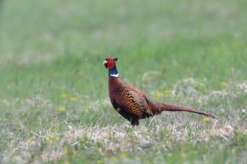 
Portrait of a common pheasant on a green meadow in spring during rut
