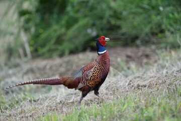 Common pheasant walking on the meadow eating seeds from the grass 
