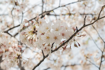 Sunset Sakura: Cherry Blossoms at Dusk 夕焼け時の満開の桜
